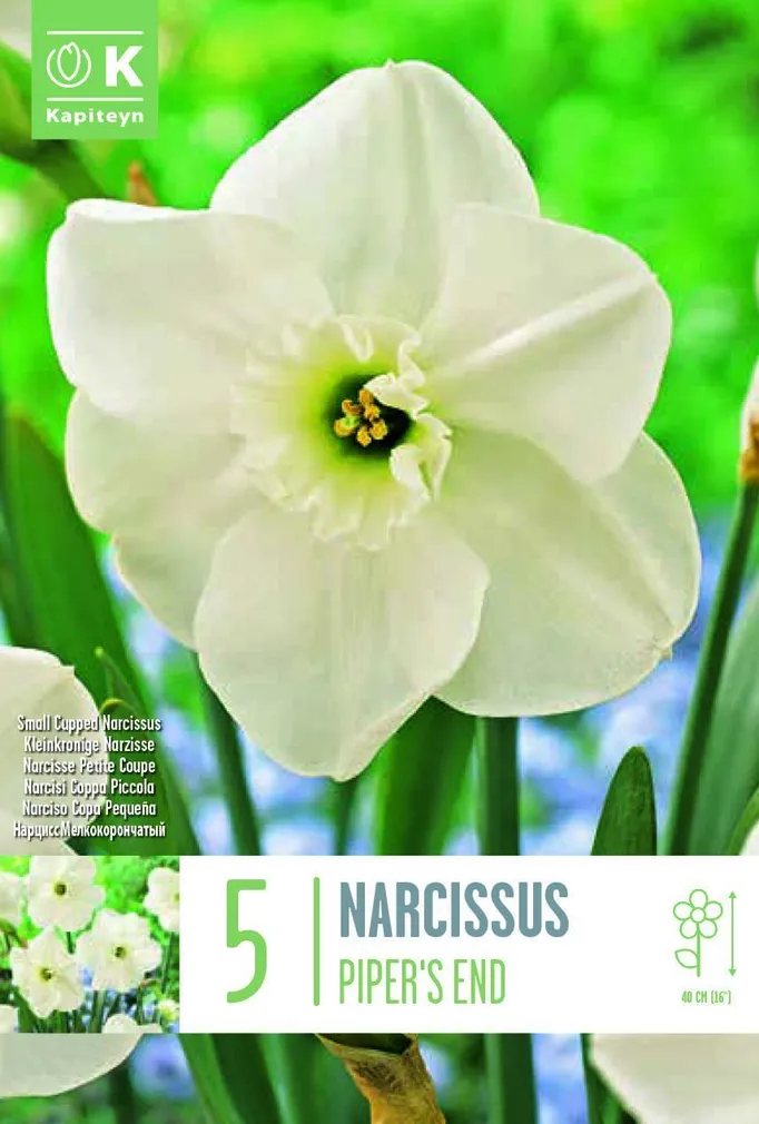 LILLESIBUL NARTSISS SMALL CUPPED PIPERS END 6TK PAKIS