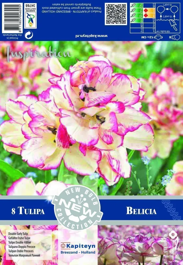 LILLESIBUL KAPITEYN TULP DOUBLE MULTI-HEADED BELICIA 8TK PAKIS