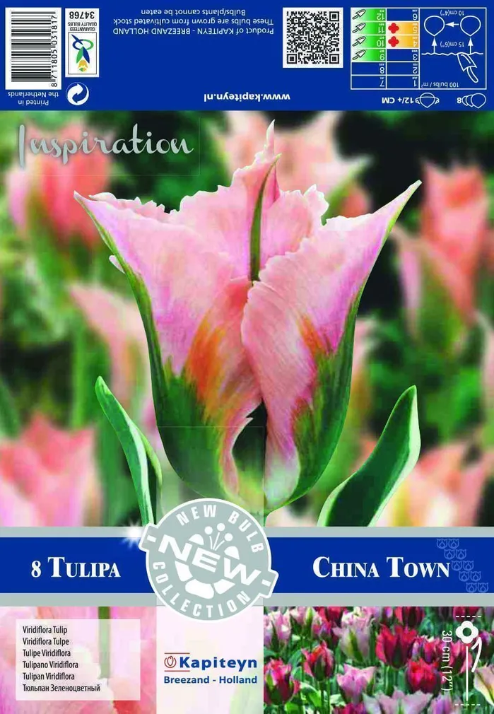 LILLESIBUL KAPITEYN TULP VIRIDIFLORA CHINA TOWN 8TK PAKIS