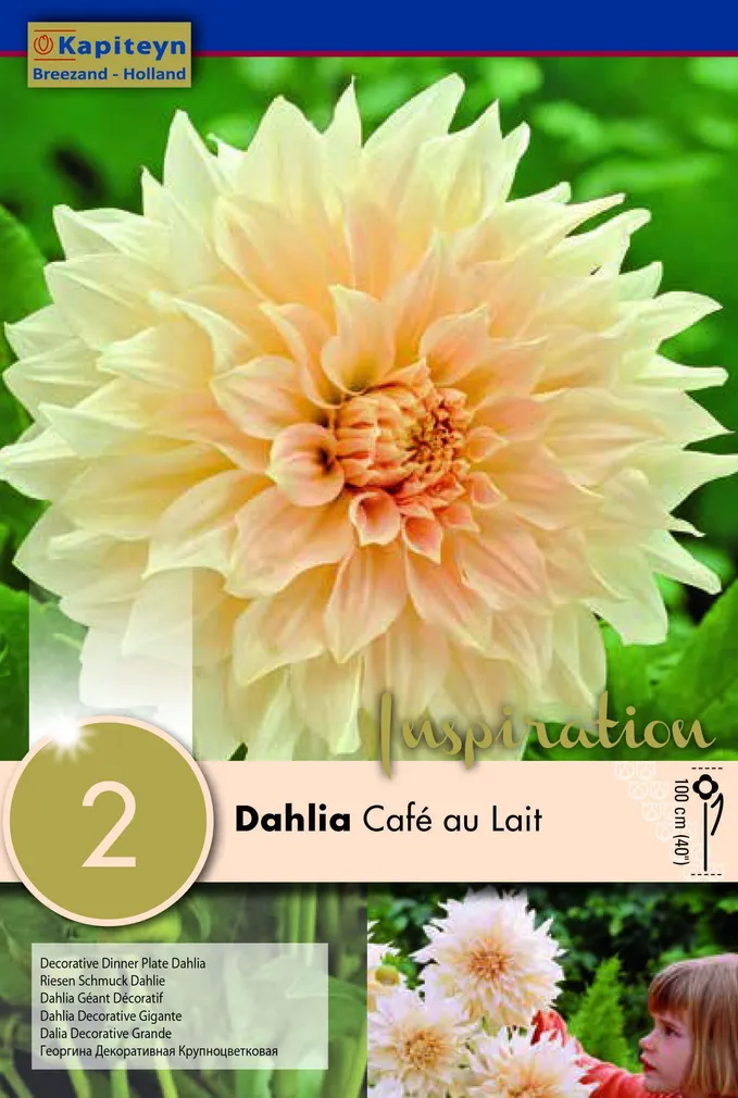 DEKORATIIVDAALIA KAPITEYN "CAFE AU LAIT" 2TK PAKIS