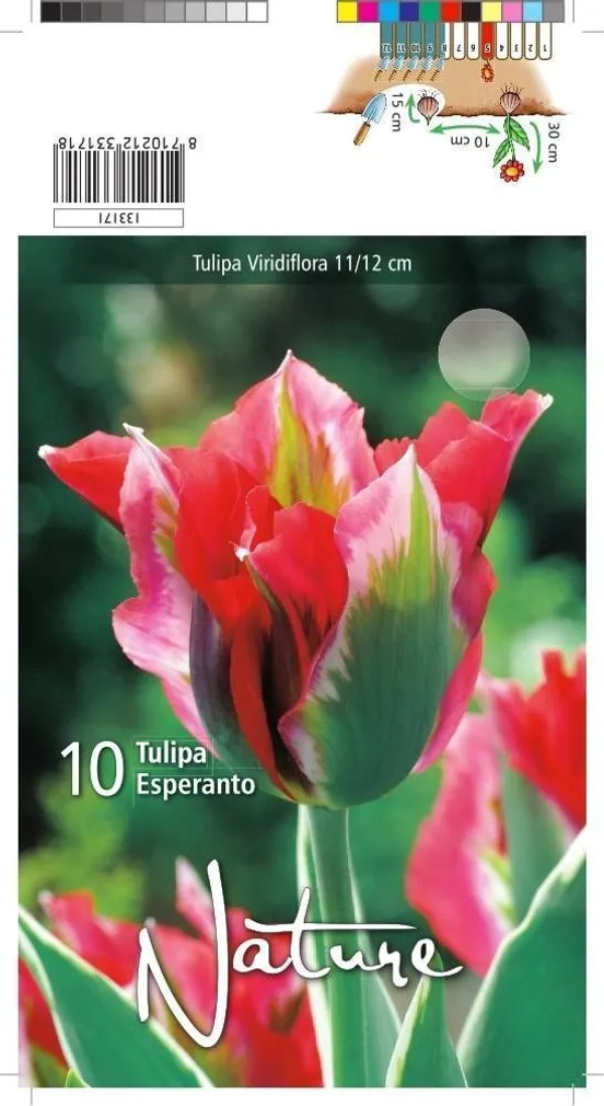 LILLESIBUL TULP VIRIDIFL. ESPERANTO 10TK PAKIS