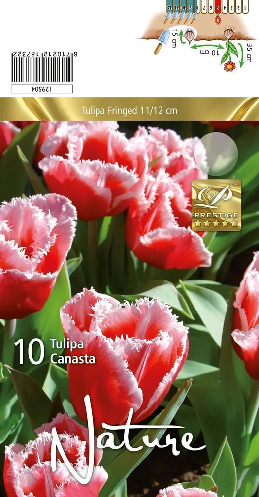 LILLESIBUL TULP CRISPA CANASTA 10TK PAKIS