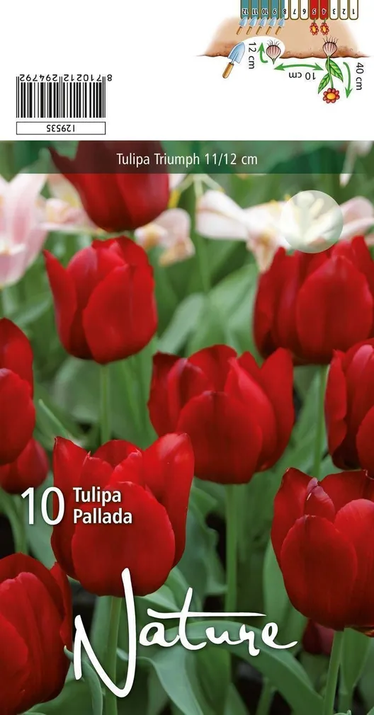LILLESIBUL TULP TRIUMPH PALLADA 10TK PAKIS