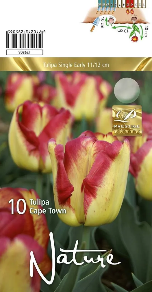 LILLESIBUL TULP EVT CAPE TOWN 10TK PAKIS