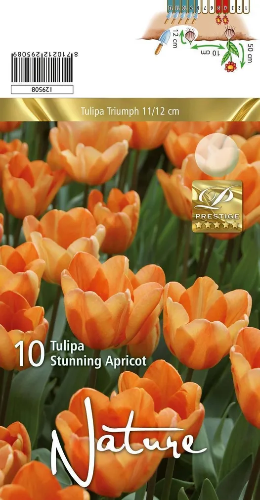 LILLESIBUL TULP TRT STUNNING APRICOT 10TK PAKIS