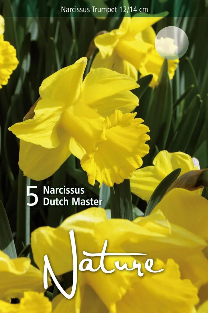 LILLESIBUL NARTSISS TR. DUTCH MASTER 5TK PAKIS