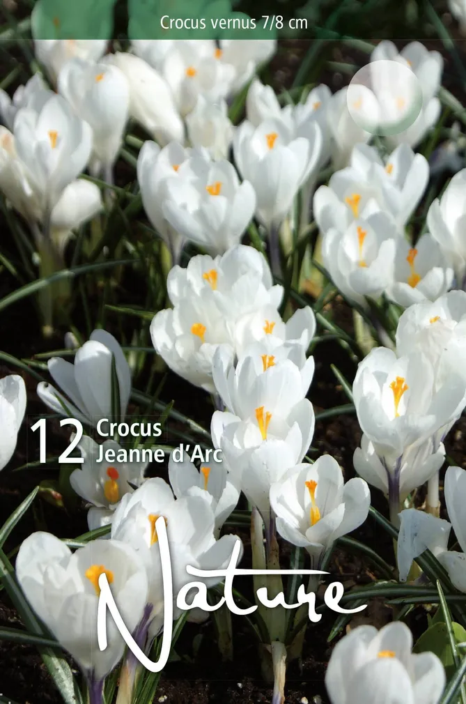 LILLESIBUL KROOKUS BIGFL. JEANNE D'ARC 12TK PAKIS