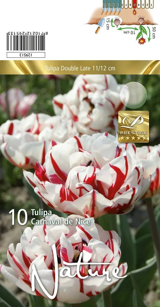 LILLESIBUL TULP DBL. LATE CARNAVAL DE NICE 10TK PAKIS