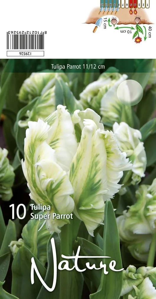 LILLESIBUL TULP PARROT SUPER PARROT 10TK PAKIS