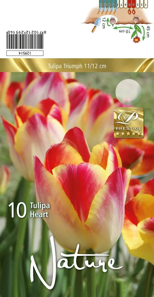 LILLESIBUL TULP TRT HEART 10TK PAKIS