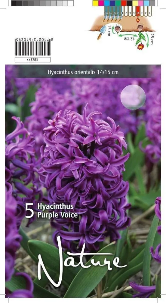 LILLESIBUL HÜATSINT PURPLE VOICE 5TK PAKIS