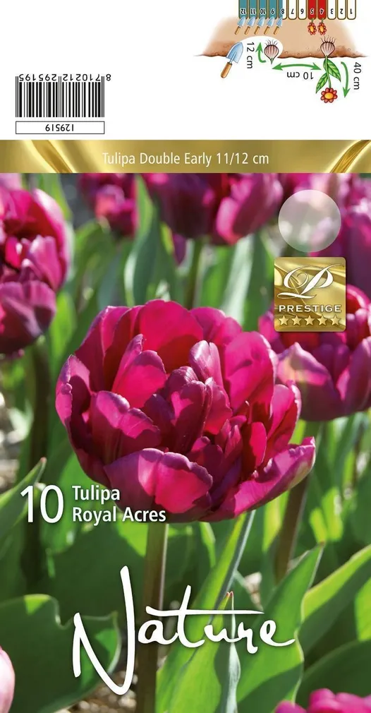 LILLESIBUL TULP DBL. EARLY ROYAL ACRES 10TK PAKIS