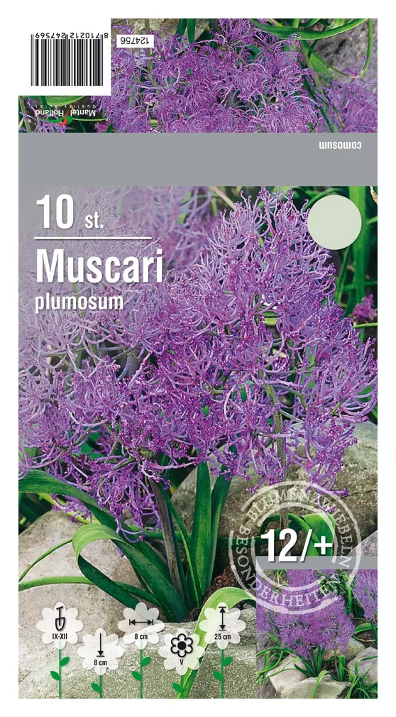LILLESIBUL KOBARHÜATSINT PLUMOSUM 10TK PAKIS