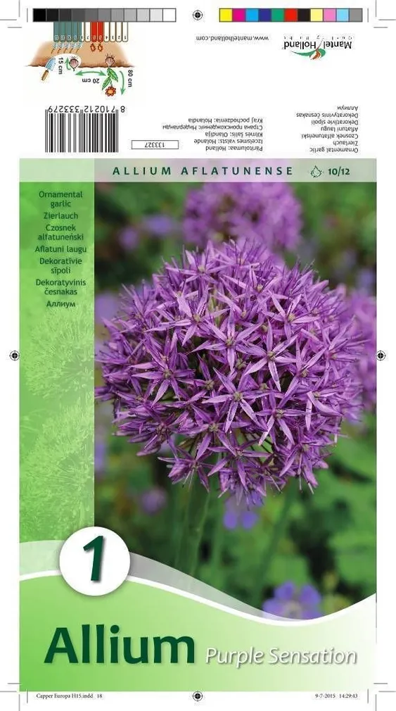 LILLESIBUL LAUK PURPLE SENSATION