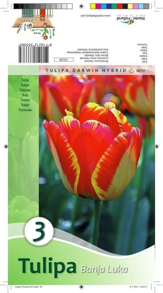 LILLESIBUL TULP BANJA LUKA 3TK PAKIS