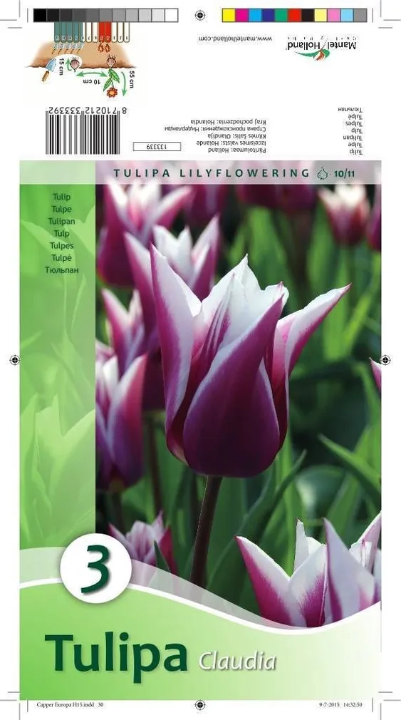LILLESIBUL TULP CLAUDIA 3TK PAKIS
