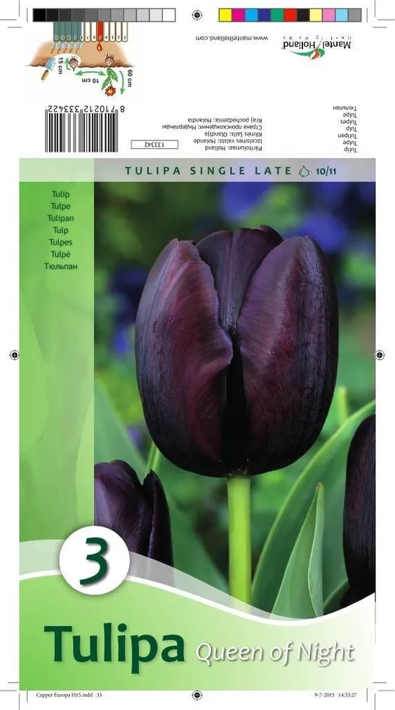 LILLESIBUL TULP QUEEN OF NIGHT 3TK PAKIS