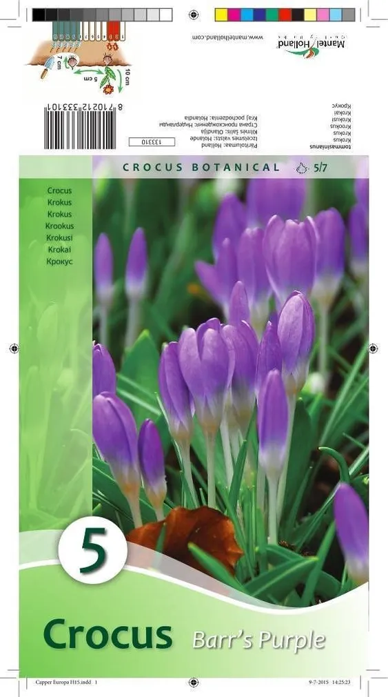 LILLESIBUL KROOKUS BARR'S PURPLE 5TK PAKIS