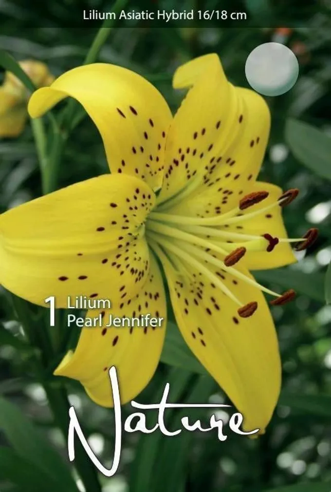 LILLESIBUL LIILIA AASIA HÜBRIID PEARL JENNIFER