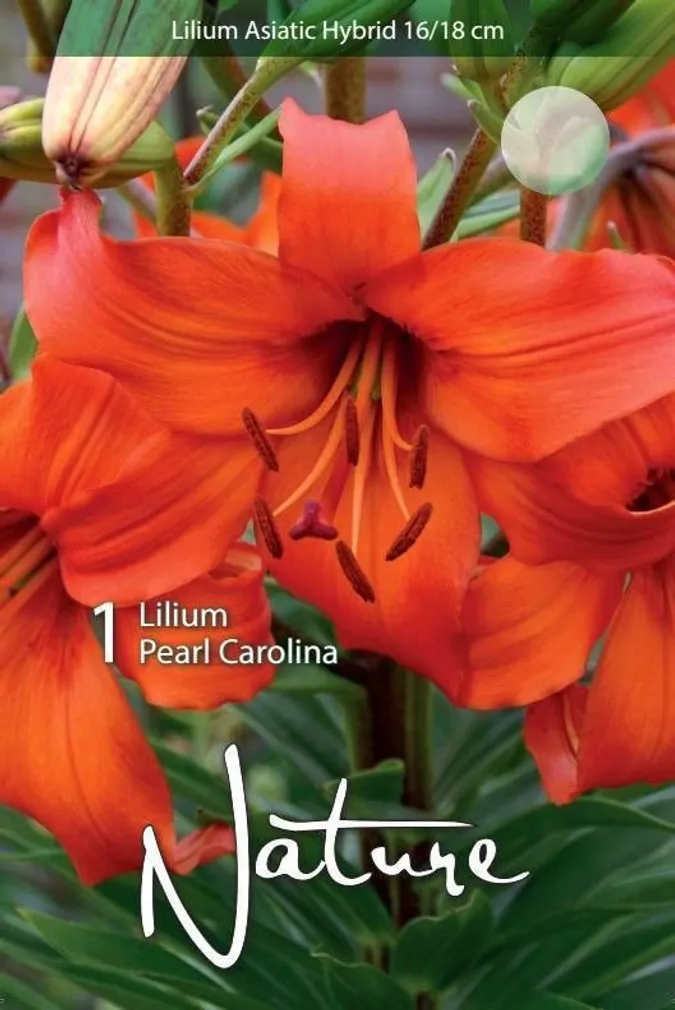 LILLESIBUL LIILIA AASIA HÜBRIID PEARL CAROLINA