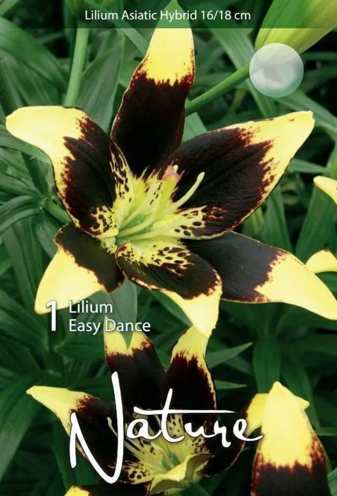 LILLESIBUL LIILIA AASIA HÜBRIID EASY DANCE