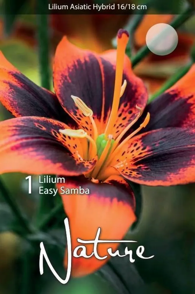 LILLESIBUL LIILIA AASIA HÜBRIID EASY SAMBA