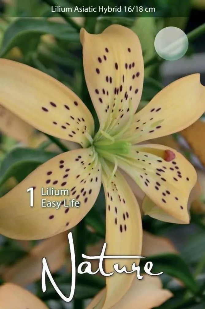 LILLESIBUL LIILIA AASIA HÜBRIID EASY LIFE