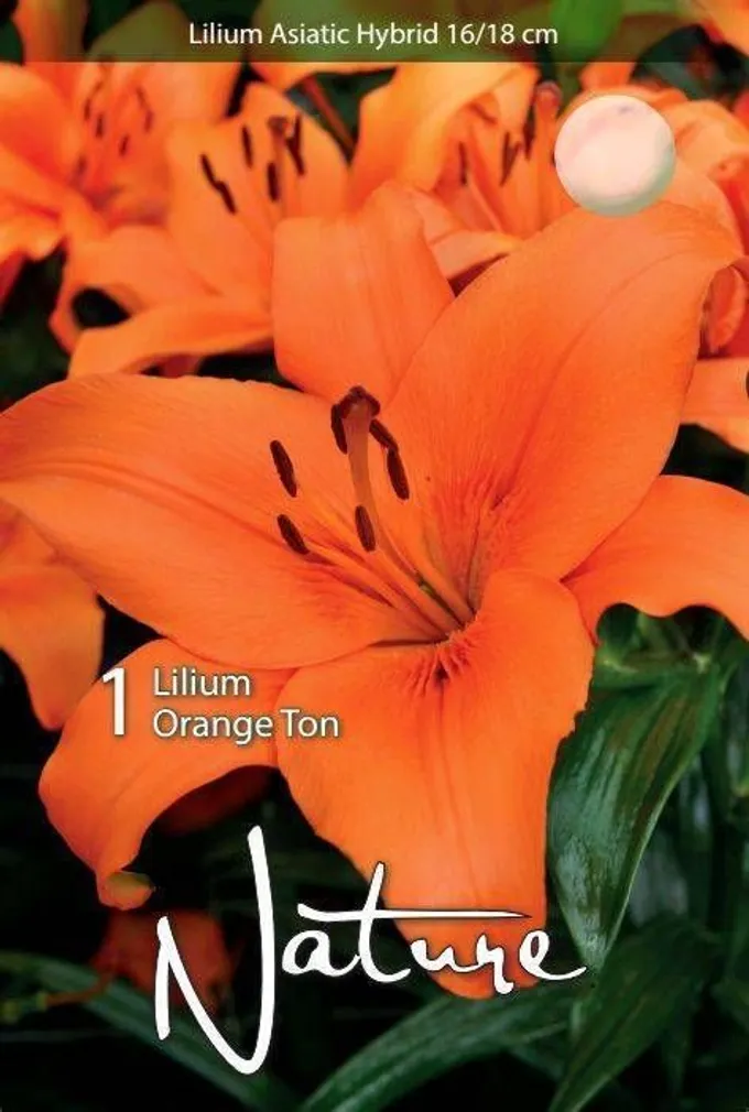 LILLESIBUL LIILIA AASIA HÜBRIID ORANGE TON