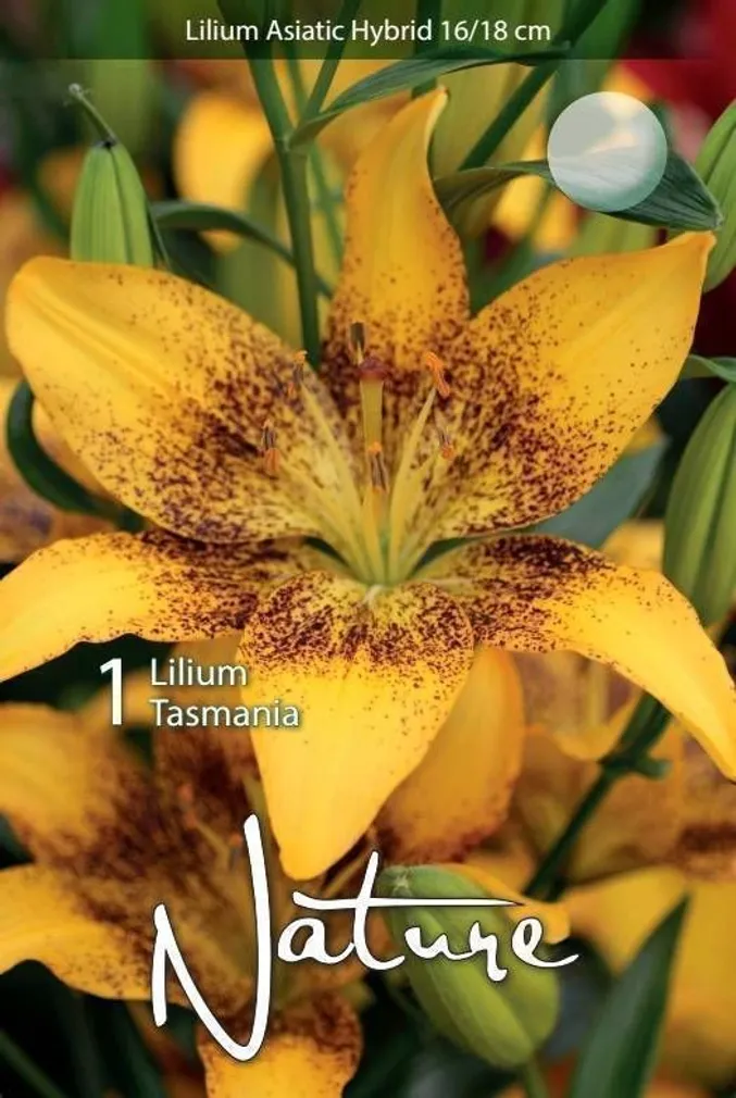 LILLESIBUL LIILIA AASIA HÜBRIID TASMANIA