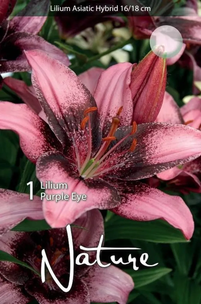 LILLESIBUL LIILIA AASIA HÜBRIID PURPLE EYE