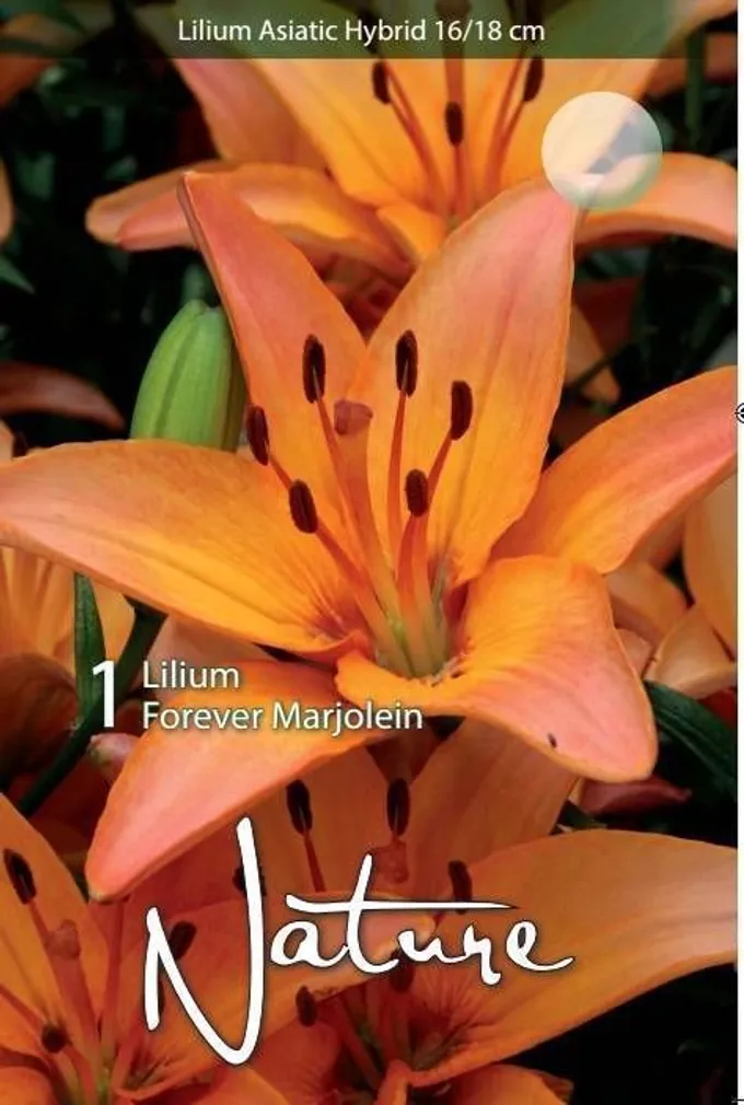 LILLESIBUL LIILIA AASIA HÜBRIID FOREVER MARJOLEIN