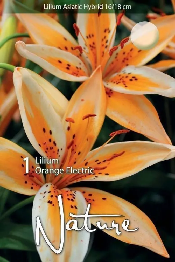 LILLESIBUL LIILIA AASIA HÜBRIID ORANGE ELECTRIC