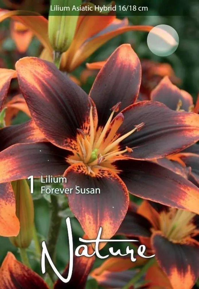 LILLESIBUL LIILIA AASIA HÜBRIID FOREVER SUSAN