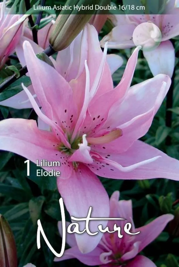 LILLESIBUL LIILIA AASIA HÜBRIID ELODIE