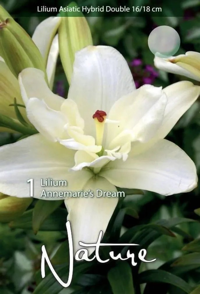 LILLESIBUL LIILIA AASIA HÜBRIID ANNEMARIE'S DREAM