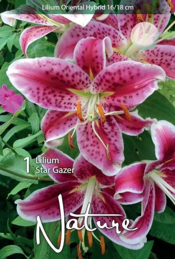 LILLESIBUL LIILIA ORIENDI-HÜBRIID STAR GAZER