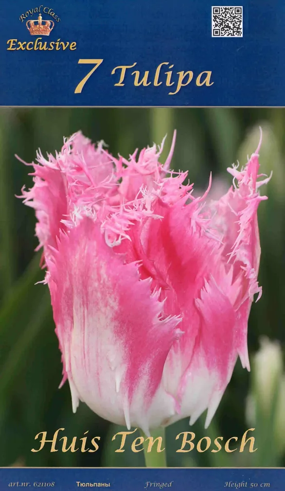 LILLESIBUL TULP HUIS TEN BOSCH 7TK PAKIS