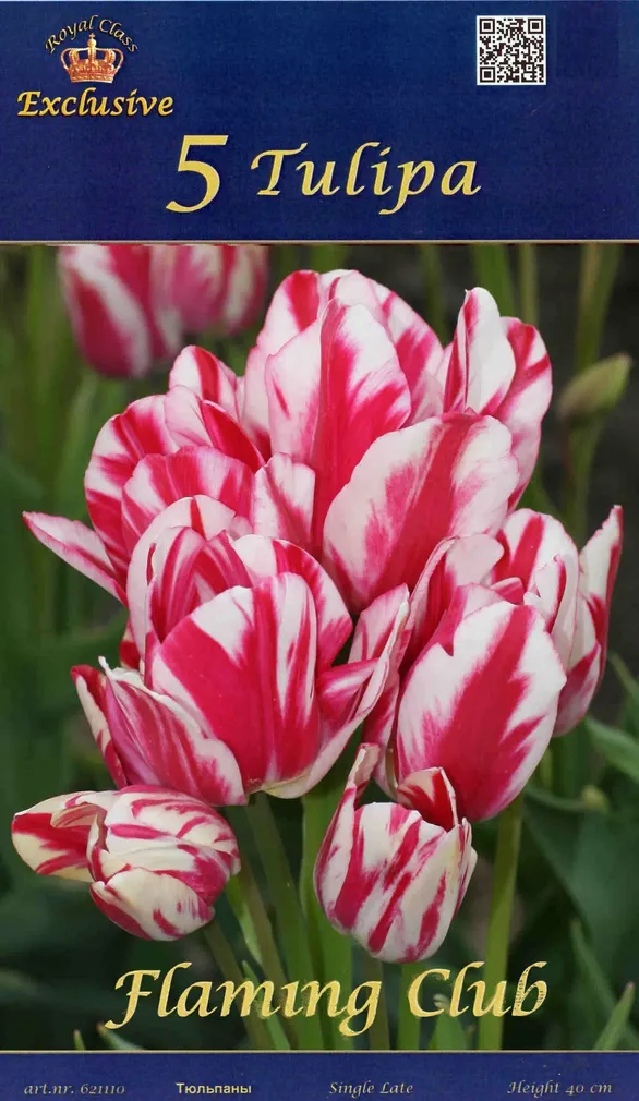 LILLESIBUL TULP FLAMING CLUB 5TK PAKIS