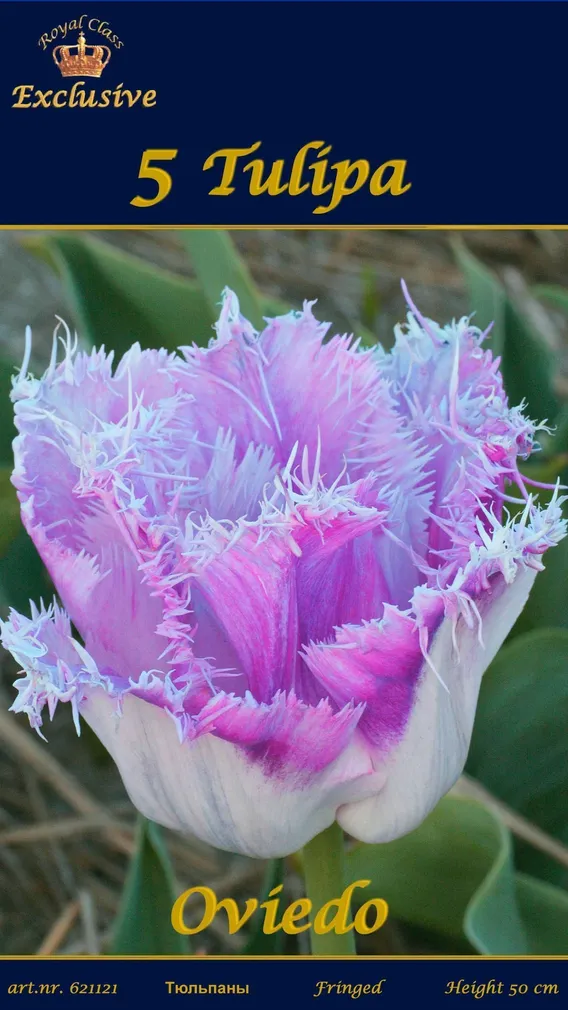 LILLESIBUL TULP OVIEDO 5TK PAKIS