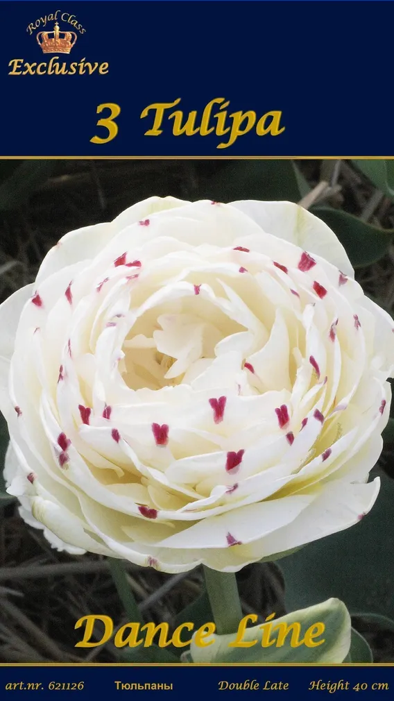 LILLESIBUL TULP DANCE LINE 3TK PAKIS