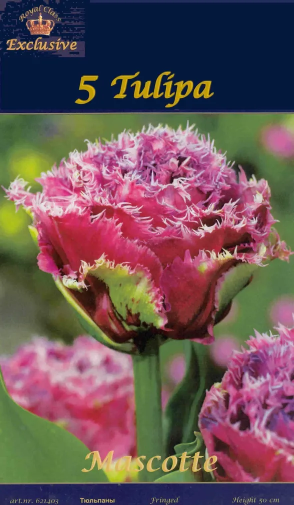 LILLESIBUL TULP MASCOTTE 5TK PAKIS