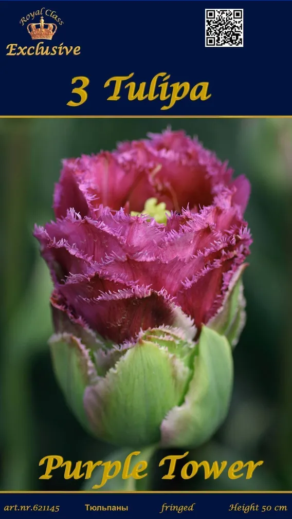 LILLESIBUL TULP PURPLE TOWER 3TK PAKIS