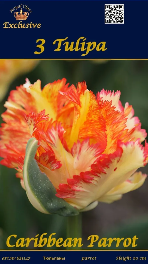 LILLESIBUL TULP CARIBBEAN PARROT 3TK PAKIS