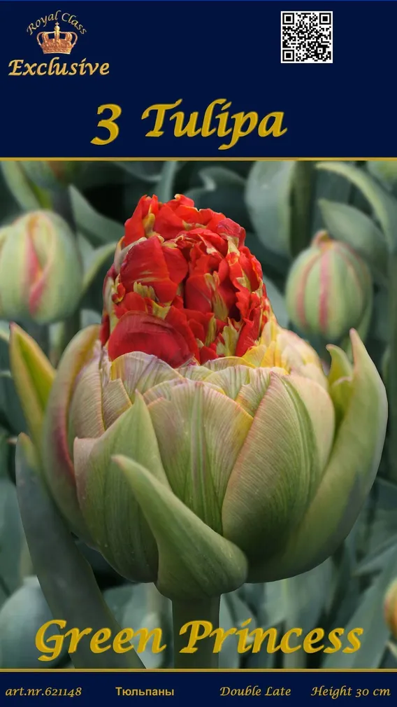 LILLESIBUL TULP GREEN PRINCESS 3TK PAKIS