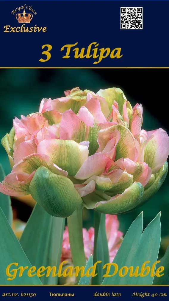 LILLESIBUL TULP GREENLAND DOUBLE 3TK PAKIS
