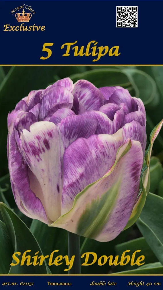 LILLESIBUL TULP SHIRLEY DOUBLE 5TK PAKIS
