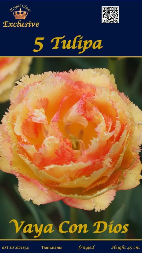 LILLESIBUL TULP VAYA CON DIOS 5TK PAKIS