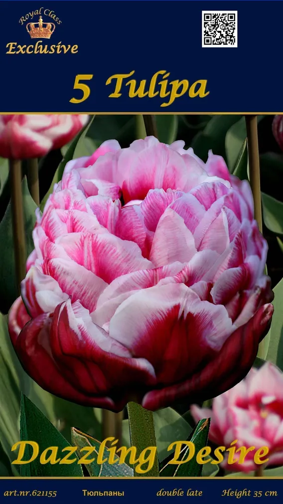 LILLESIBUL TULP DAZZLING DESIRE 5TK PAKIS