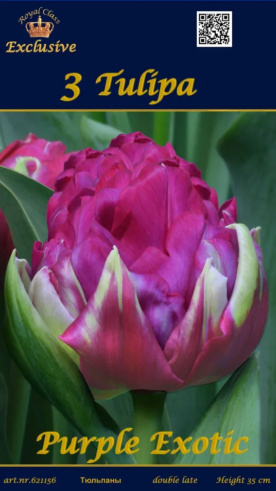 LILLESIBUL TULP PURPLE EXOTIC 3TK PAKIS