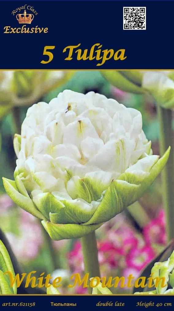 LILLESIBUL TULP WHITE MOUNTAIN 5TK PAKIS